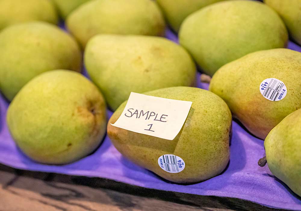 Quality assurance samples of Anjou pears being tested at Mount Adams Fruit in Bingen, Washington, in May. The Northwest pear industry moved to set stricter quality standards on early season Anjous with a marketing order change at the Fresh Pear Committee meeting in late May. (TJ Mullinax/Good Fruit Grower)