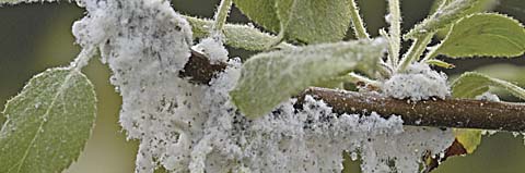 Woolly apple aphid colony in the greenhouse, showing merging of colonies and heavy wool production. Photo by Dr. Elizabeth Beers, WSU Wenatchee