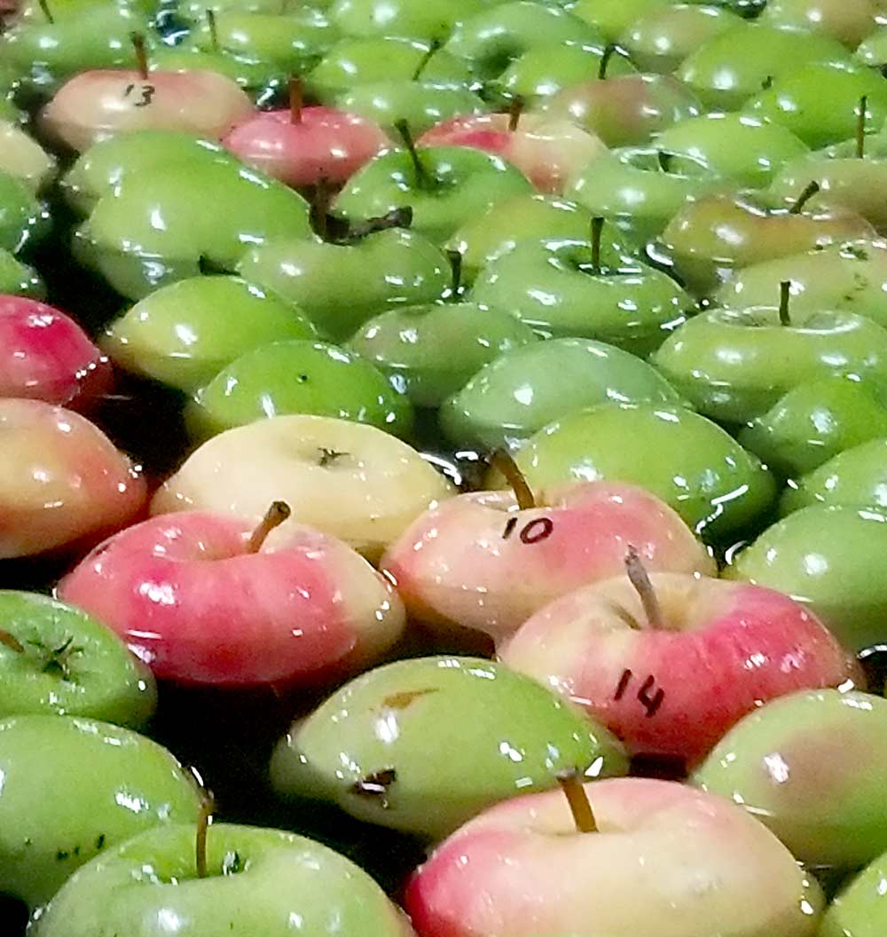Blush apples from Phase 3 of the Washington State University apple breeding program proceed through a commercial packing line among Granny Smith apples prior to wax coating and handling evaluation. (Courtesy Manoella Mendoza/Washington Tree Fruit Research Commission)