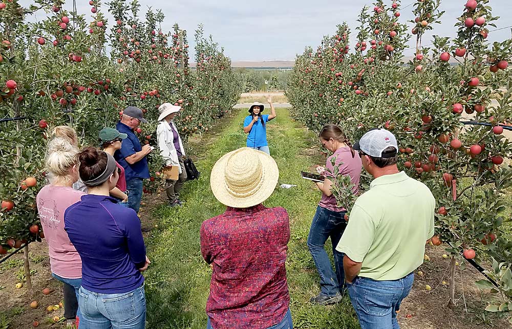 Manoella Mendoza leads a preharvest orchard visit with members of the breeding program’s advisory committee that provides industry feedback on promising new apple selections. (Courtesy Manoella Mendoza/Washington Tree Fruit Research Commission)