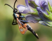 Adult female apple clearwing moth works are recognizable by their orange stripes. (Courtesy Mark Gardiner)
