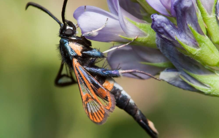 Adult female apple clearwing moth works are recognizable by their orange stripes. (Courtesy Mark Gardiner)