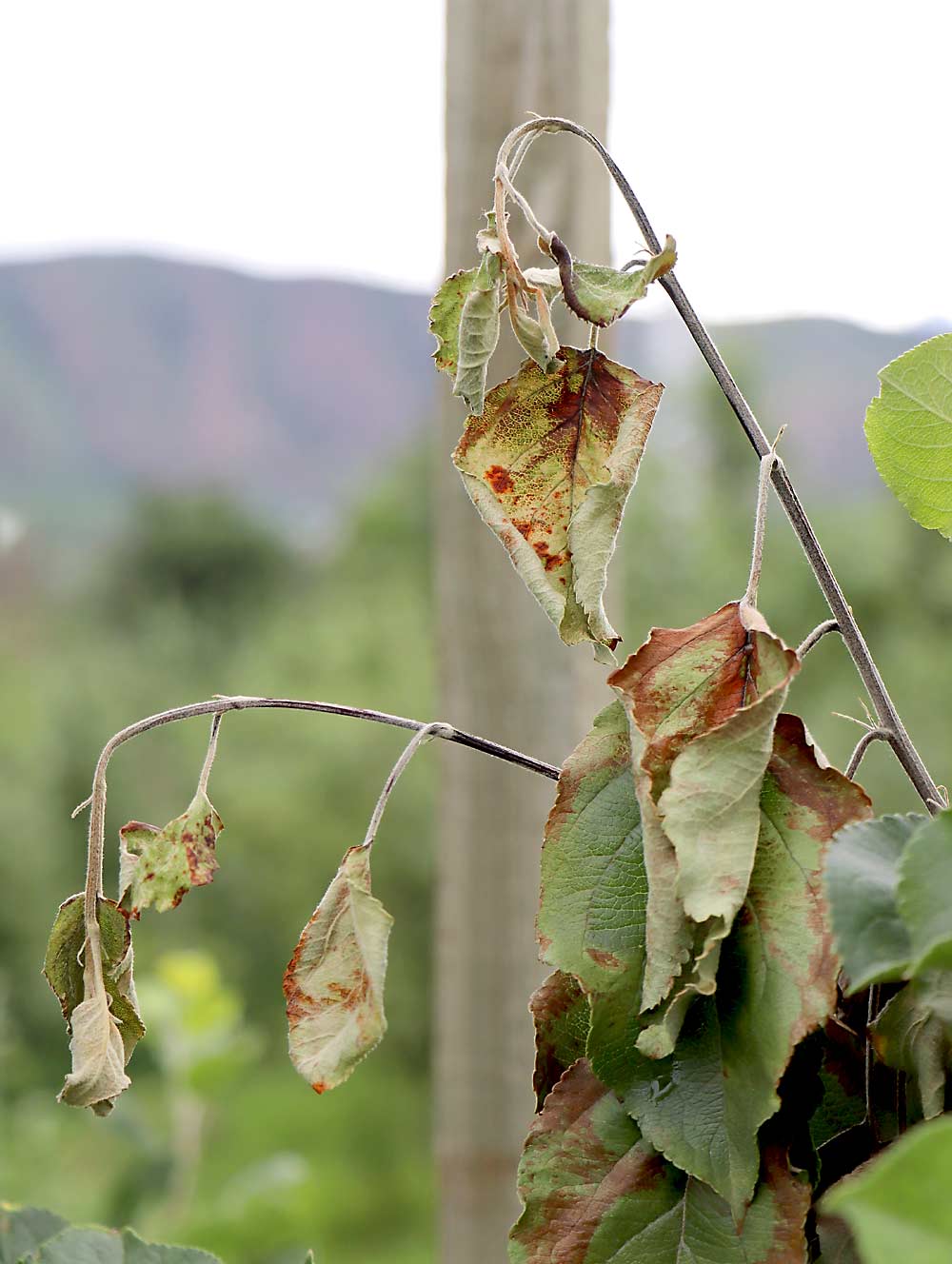 Fire blight infects an apple tree in June 2019, causing a wilting shape to shoot tips — called “shepherd’s crook” — and blackening along the midrib and veins of leaves. (Courtesy Tianna DuPont/Washington State University)