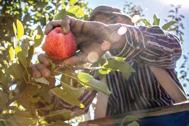 Efrain Leyva harvests Gala apples in Gleed Washington on September 5, 2014. This year’s apple crop is expected to be the third largest ever in the United States. (TJ Mullinax/Good Fruit Grower)
