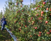 The 2017 apple harvest at Doornink Fruit Ranch began with Buckeye Gala on Aug. 25 in Wapato, Washington. (TJ Mullinax/Good Fruit Grower)