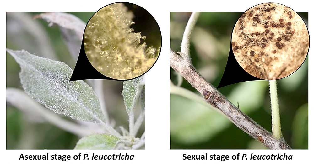 The two reproductive stages of the apple powdery mildew pathogen are found to occur in apple orchards in Central Washington. (Courtesy Lederson Gañán-Betancur and Achour Amiri/Washington State University)