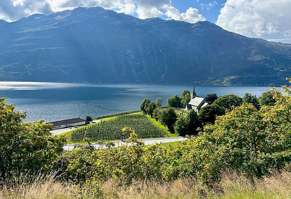 In the Hardanger region, orchards are planted alongside historic homes, churches and farms, benefiting from the nutrient-rich soils found on the lower levels of the fjord slopes. (Susan Poizner/for Good Fruit Grower)