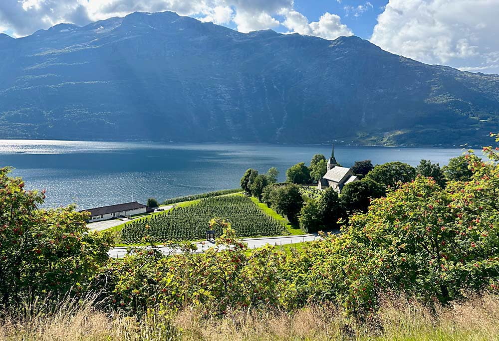 In the Hardanger region, orchards are planted next to historic houses, churches and farms, benefiting from the nutrient-rich soils found at the lower levels of the fjord slopes.  (Susan Poizner/by Good Fruit Grower)