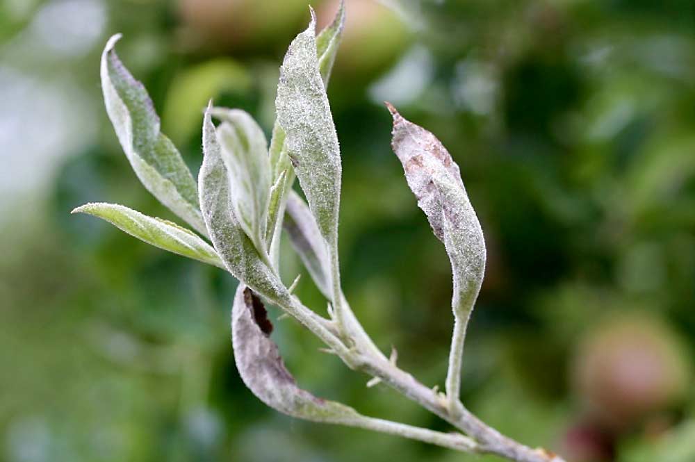 Apple powdery mildew can reduce the photosynthetic activity of apple trees, as infections primarily target the most active organs: young leaves and shoots. (Courtesy Lederson Gañán-Betancur and Achour Amiri/Washington State University)