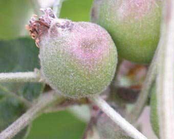 Apple scab overwinters in infected leaves on the orchard floor. Spores from the dead leaves are produced in the spring and can cause primary infection of fruit. (Good Fruit Grower file photo)