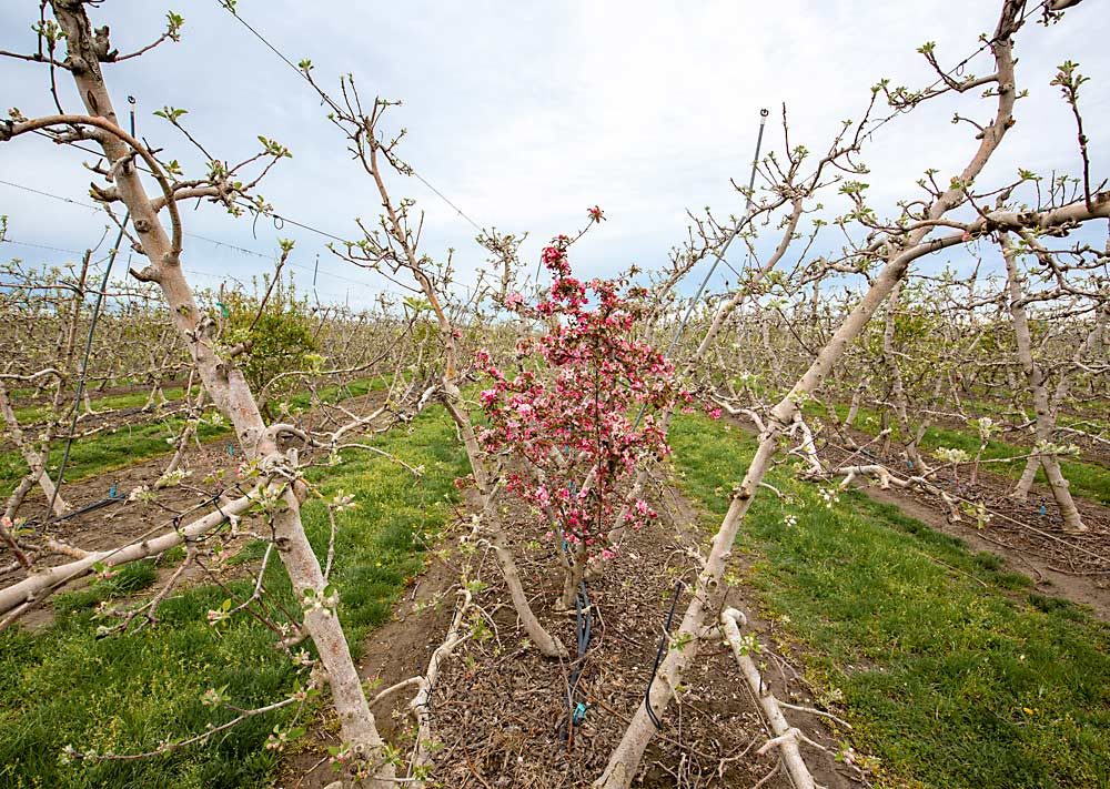 Pollinizers are key to the success of high-density apple plantings, as seen here in this Lodi, California, Gala block, but new research shows that making a good match depends on more than just bloom time. Washington State University researcher Stefano Musacchi is testing potential new pollinizers and studying the genetics of compatibility. (TJ Mullinax/Good Fruit Grower)