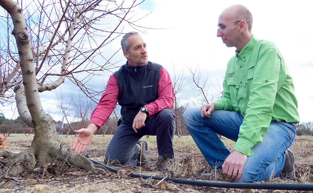 To prolong the life of infested trees, Clemson University plant pathologist Guido Schnabel (left), shown here with colleague Juan Carlos Melgar, takes advantage of the fungi’s aversion to temperature extremes by growing peach trees with their root collars exposed, which slows the fungi’s spread through the root system. In replant sites with high incidence of the fungus in the soil, the method extends the life of peach trees by about two years. (Courtesy Guido Schnabel/Clemson University)