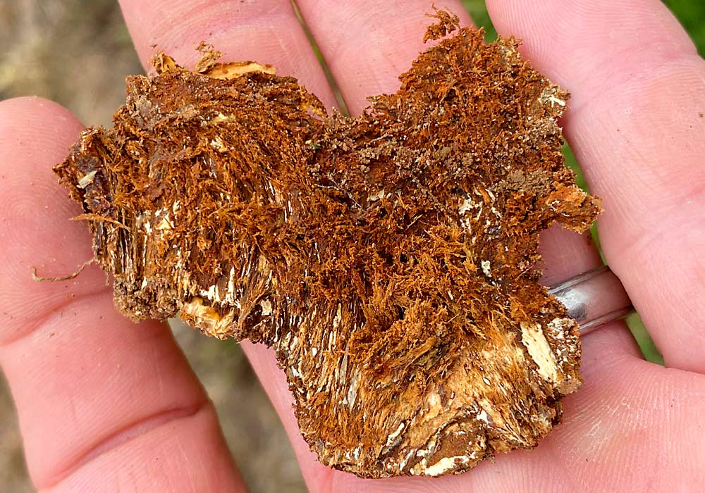 White mycelial strands of armillaria, a root rot pathogen that poses a problem for peach and tart cherry trees, are seen here in the bark of an underground section of a tree trunk. (Courtesy Guido Schnabel/Clemson University)