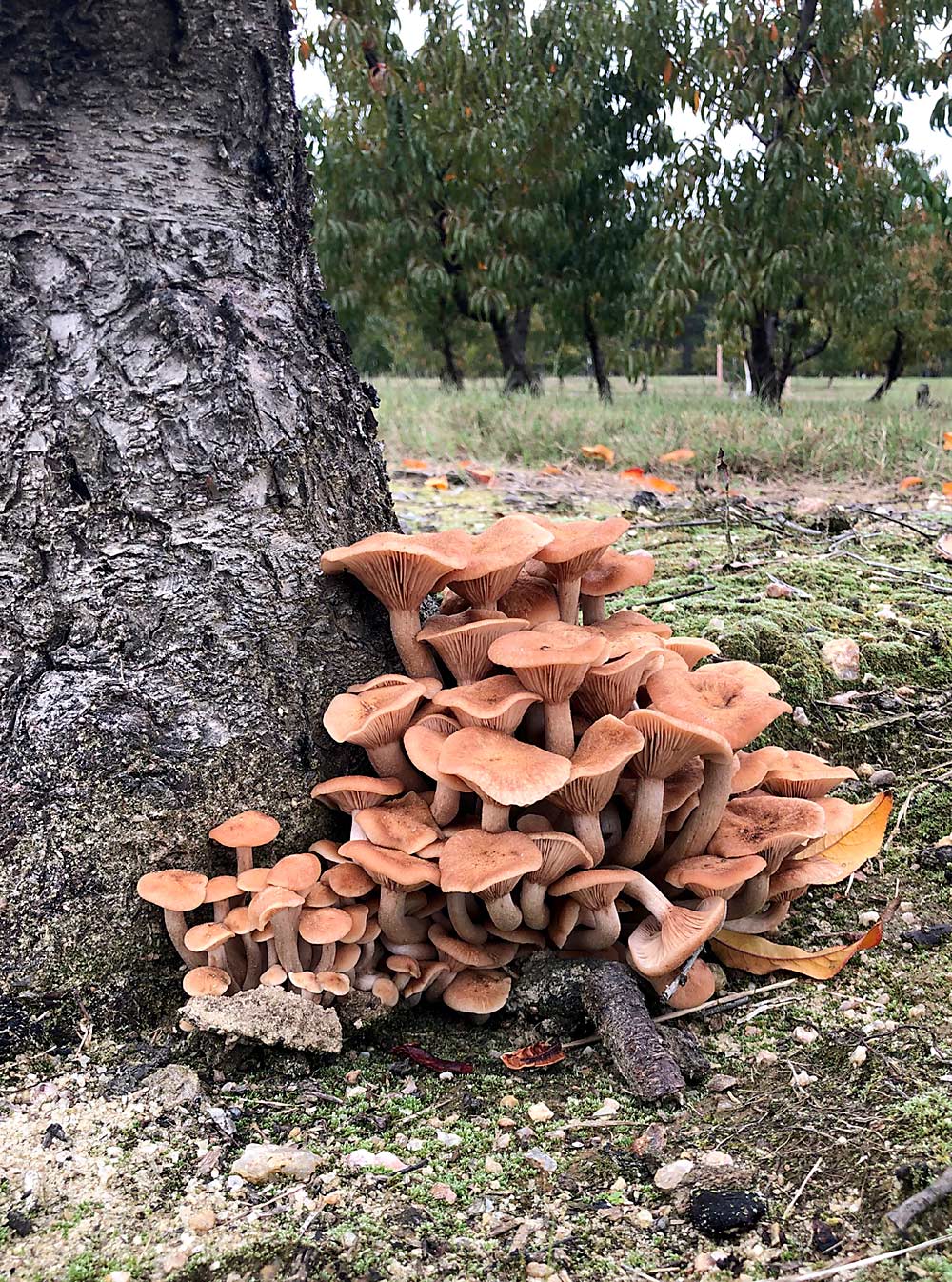 After a good fall or spring rain, mushrooms may make a short-lived appearance at the base of infested trees. (Courtesy Guido Schnabel/Clemson University)
