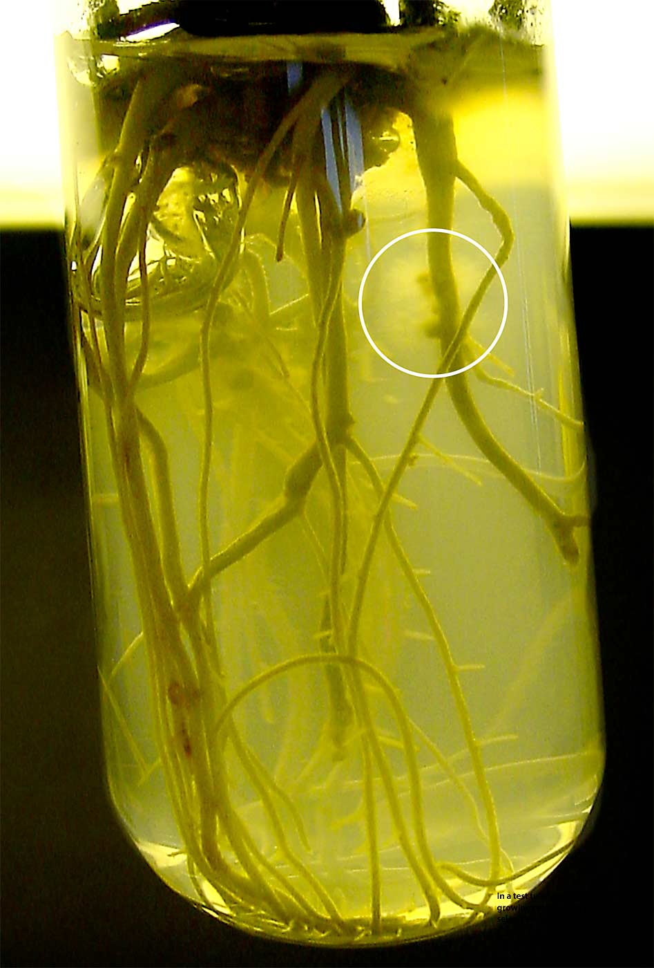 In a test tube, an unidentified Prunus selection grows in an agar medium inoculated with the root pathogen Armillaria mellea, which appears as a white fuzz growing on the roots (circled). U.S. Department of Agriculture pathologist Kendra Baumgartner developed this technique as a faster method of screening selections for disease resistance. (Courtesy Kendra Baumgartner/U.S. Department of Agriculture)