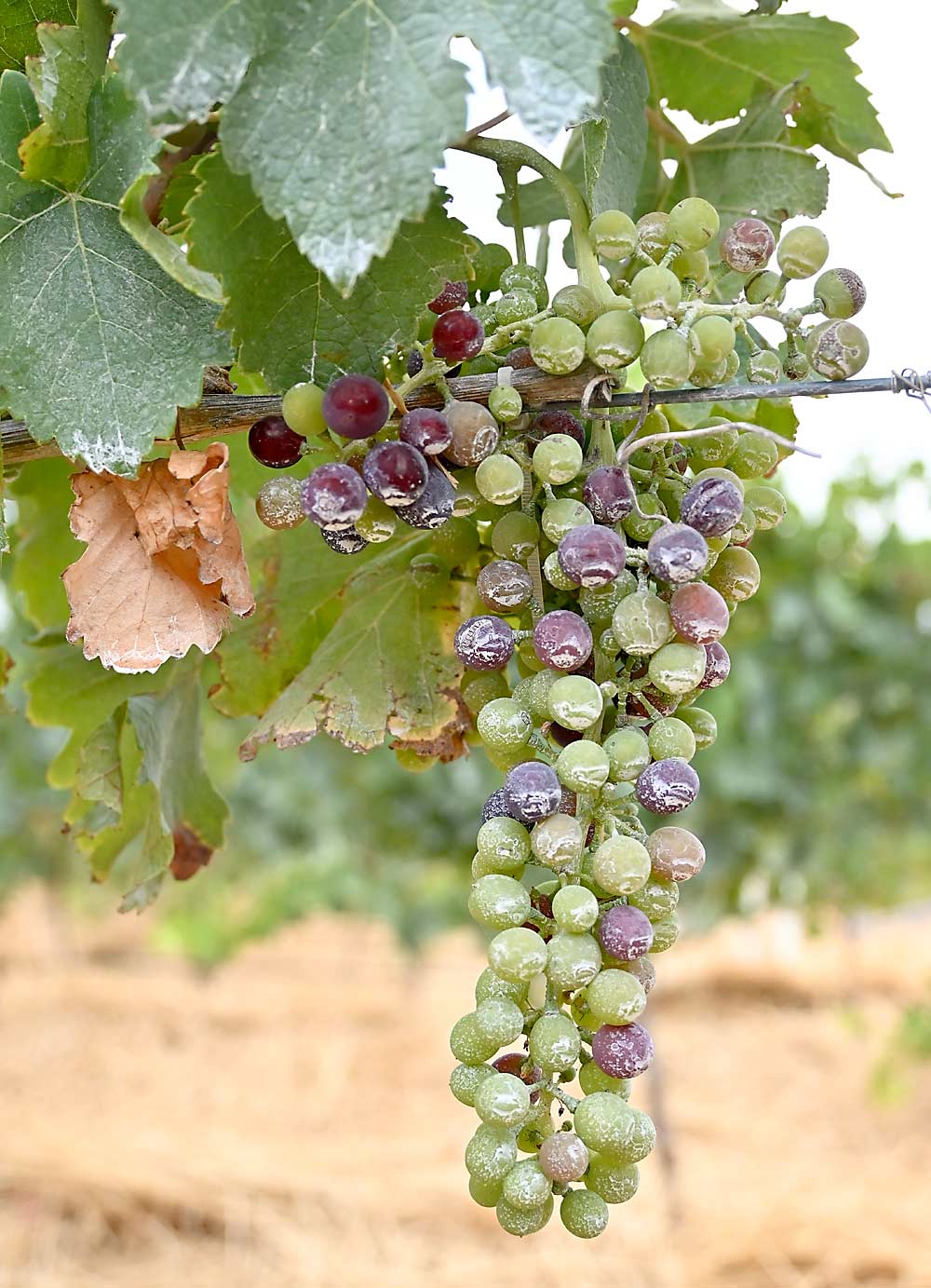 A kaolin clay product protects grape clusters from sunburn. It’s a common practice in hot Australian growing regions, said Walla Walla grower Sadie Drury, who toured Australia in 2019 to learn how to adapt to changing climate conditions in the Pacific Northwest. (Courtesy Sadie Drury/North Slope Management)