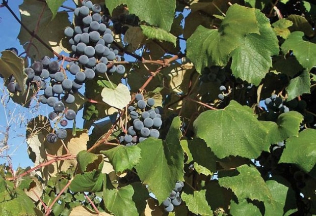 Though Concord was generally accepted as being pure Vitis labrusca, horticulturists today believe it is a hybrid with another species and that most of the older American-type grapes involve more than one species. Ephraim Bull’s Concord seedling grew near a Catawba grape and may have been cross pollinated by it, he said. 
