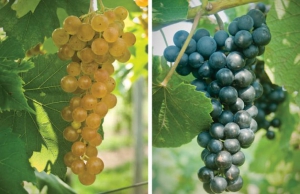 Left: Aromella is very cold hardy, with no trunk damage seen at ­ minus 16 degrees F. Right: Arandell is highly resistant to powdery and downy mildews and botrytis bunch rot. (Courtesy Jason Moore, Cornell Center for Technology Enterprise and Commercialization) 