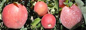 Visible residues of treated fruit showing control, left, Raynox, center, and Exlipse, right. courtesy Washington Tree Fruit Research Commission