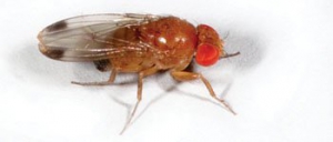 The spotted wing drosophila. 