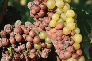 Latent infections inside a cluster can take over the bunch by harvest time. PHOTO COURTESY OF CORNELL UNIVERSITY 