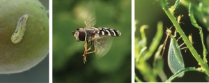 Left: Syrphid fly (also known as hover fly) larvae or maggots like this are voracious predators of aphids. Center: Syrphid flies feed as adults on pollen and nectar, while their larvae are important predators of aphids in orchards. Right: Green lacewing feeding on aphids. Left, center: PHOTO BY ELIZABETH BEERS, WASHINGTON STATE UNIVERSITY. Right: PHOTO BY ELIZABETH BEERS, WASHINGTON STATE UNIVERSITY 