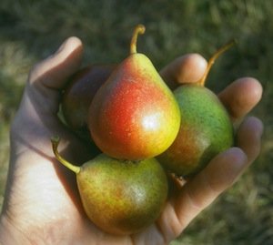 Some of the 1,000-plus pear cultivars preserved at the National Clonal Germplasm Repository in Corvallis, Oregon. Courtesy of the National Clonal Germplasm Repository 