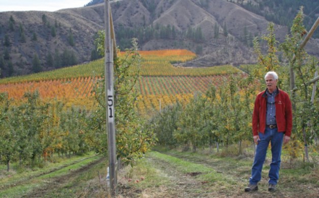 Scott Smith stands in the first block of Jazz apples that he planted. The orchard in the distance has blocks of (from top) Skeena cherries, Sweetheart cherries, Barlett pears, and d'Anjou pears.