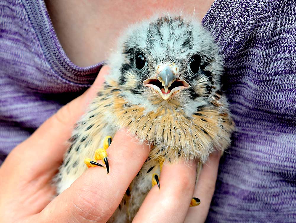 Michigan State University researcher Sarah Groendyk holds a young kestrel. An MSU team led by Olivia Smith has been studying the presence of kestrels in Northwest Michigan cherry orchards, and their effects on food safety. (Courtesy Olivia Smith/Michigan State University)