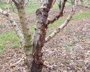 A Sweetheart cherry tree on Mazzard rootstock shows signs of bacterial canker infection in The Dalles, Oregon. (Courtesy Drew Hubbard)