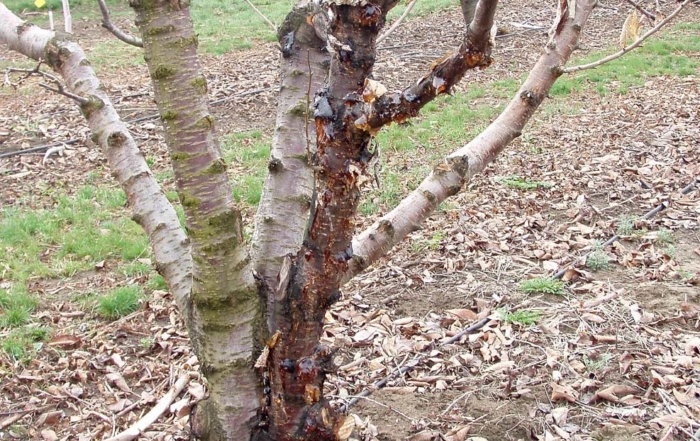 A Sweetheart cherry tree on Mazzard rootstock shows signs of bacterial canker infection in The Dalles, Oregon. (Courtesy Drew Hubbard)