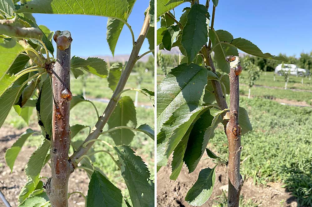Heading back young cherry trees in the spring poses a high risk for bacterial canker infection, such as these seen in a Washington orchard in 2023, said WSU plant pathologist Youfu Zhao. (Courtesy Youfu Zhao)