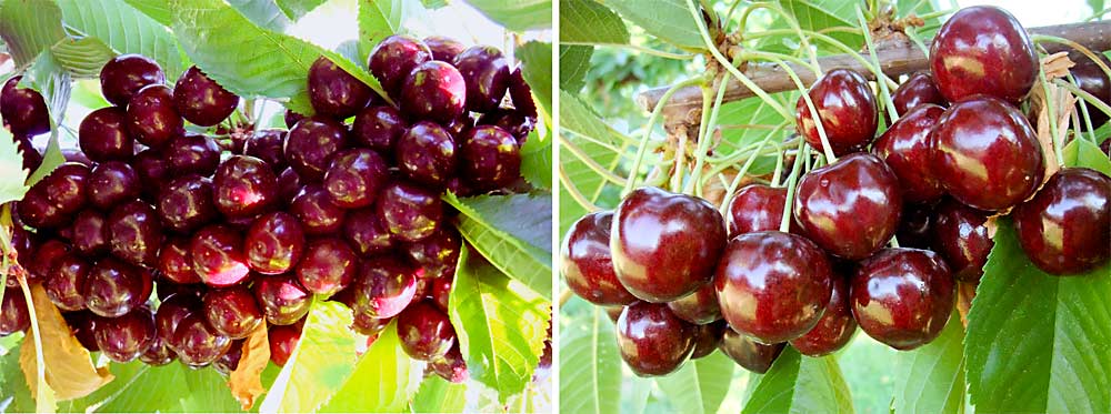 At left: Sentennial is one of the Summerland breeding program’s popular new cherry varieties. It’s self-fertile and ready to harvest 29 days after Van and Bing. At right: Staccato is another of the Summerland breeding program’s popular new cherry varieties. Self-fertile, it harvests 26 days after Van and Bing. (Courtesy Nick Ibuki/Summerland Varieties Corp.)