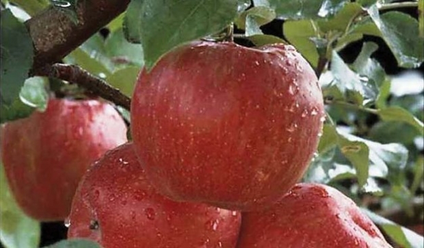 Minnesota Secretary Of State - State Fruit - Honeycrisp Apple