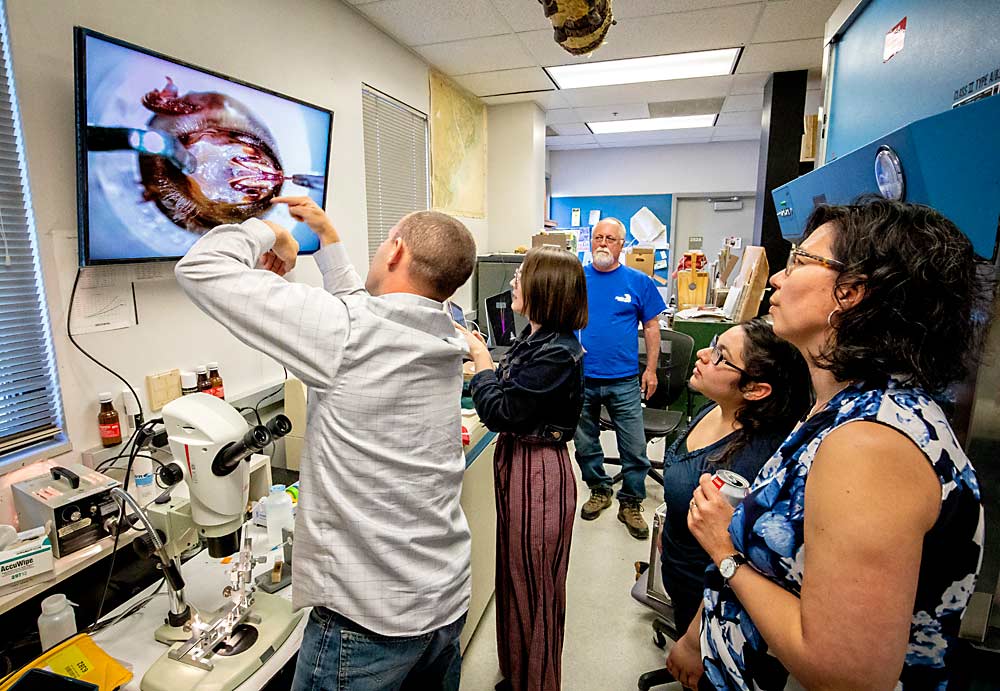 Entomologist Brandon Hopkins explains how he pries open the abdomen of a virgin female honey bee for artificial insemination, happening on the scope at lower left, in May at the Washington State University bee research laboratory in Pullman. With him are Christina Rede, communications coordinator; Steve Sheppard, director of the bee lab; Yvette Anguiano, an administrative manager; and Laura Lavine, chair of the entomology department. (TJ Mullinax/Good Fruit Grower)