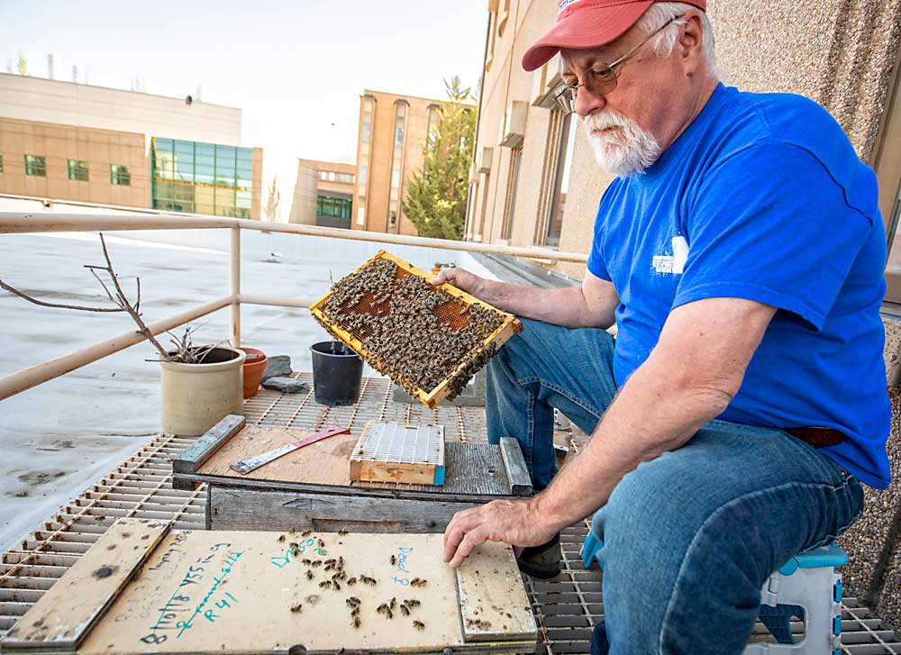 On the balcony of the entomology department in Pullman, Sheppard pulls a frame of female bees from a nucleus — or queen bank — to retrieve a virgin for insemination. (TJ Mullinax/Good Fruit Grower)