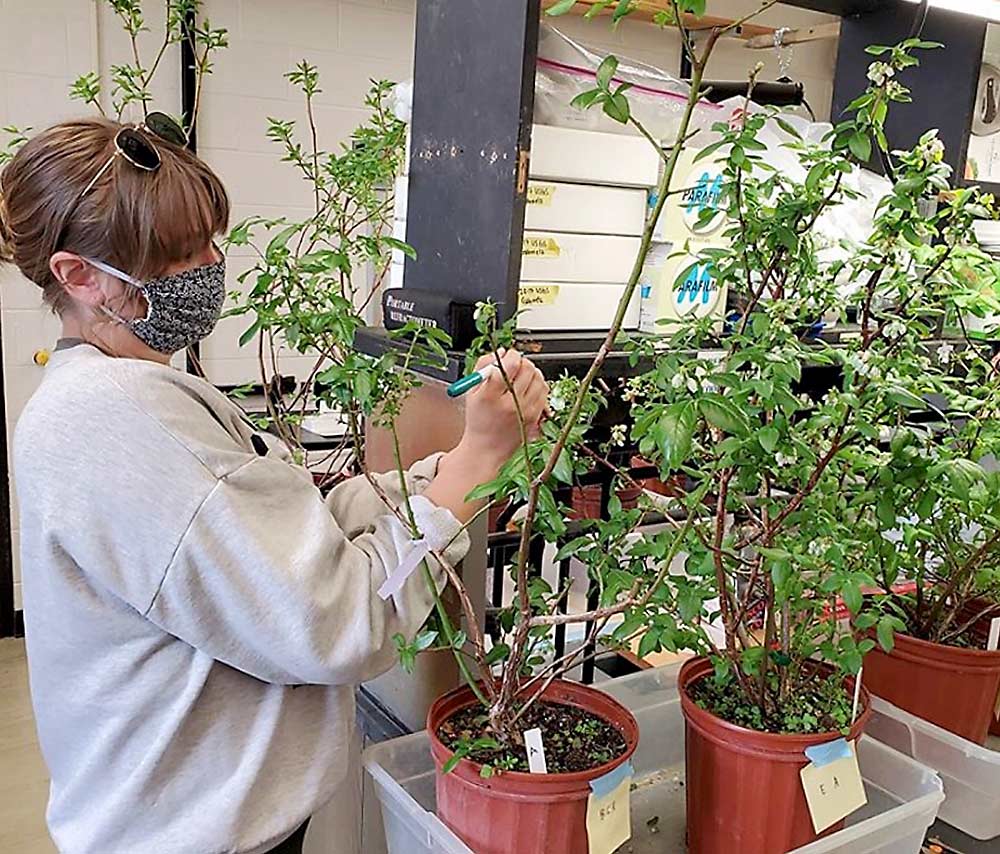 Michigan State University doctoral student Jenna Walters marks Bluecrop blueberry flowers with a Sharpie to identify newly opened flowers on the bush, which she uses for pollen assessments. Walters is studying how extreme heat can inhibit blueberry pollination. (Courtesy Jenna Walters/Michigan State University)