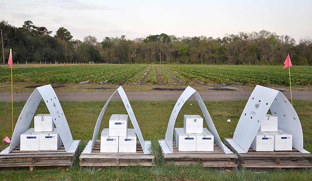 Bee Vectoring Technology’s efforts with bumblebee hives have shown moderate disease control benefits in Florida strawberry fields — not as good as conventional fungicides, but perhaps promising for organic growers. (Courtesy Bee Vectoring Technology)