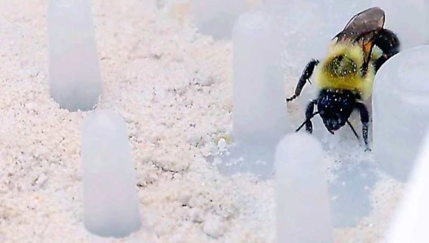 A bee winds through a small obstacle course designed by Bee Vectoring Technology. The course forces the bee to pick up a powdered form of a beneficial fungus researchers hope can help fight off blossom infections. (Courtesy Holt Menzies/Bee Vectoring Technology)