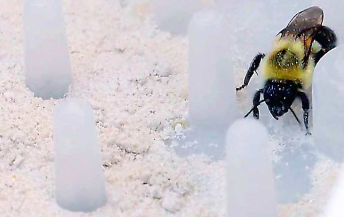 A bee winds through a small obstacle course designed by Bee Vectoring Technology. The course forces the bee to pick up a powdered form of a beneficial fungus researchers hope can help fight off blossom infections. (Courtesy Holt Menzies/Bee Vectoring Technology)