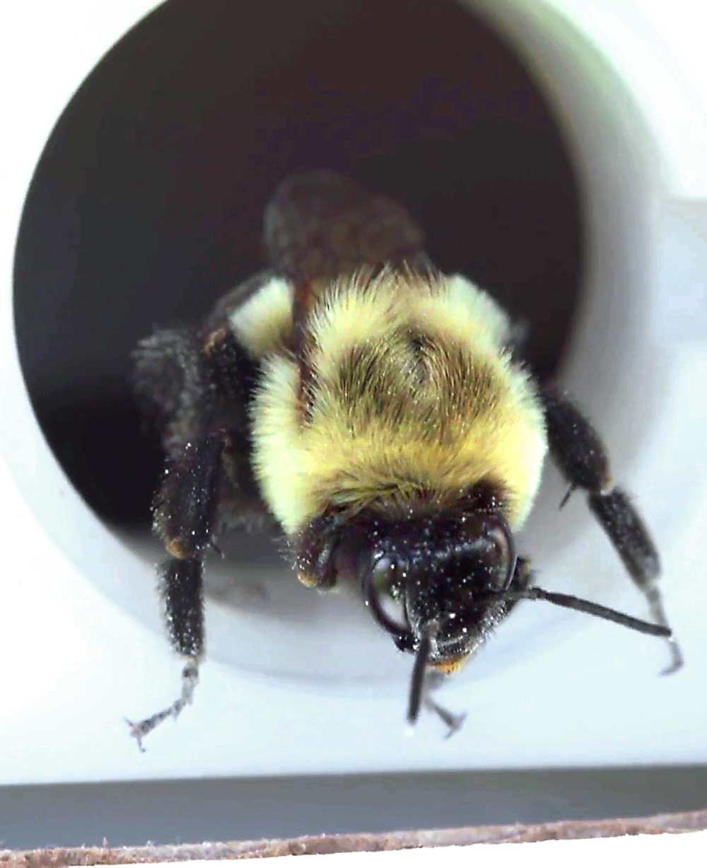 A bee prepares to fly out of the Bee Vectoring Technology box with powdered biocontrol product stuck to its legs, head and body. (Courtesy Holt Menzies/Bee Vectoring Technology)
