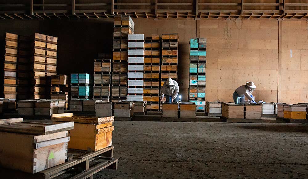 Washington State University researchers label honey bee hives inside a commercial cold storage facility in Royal City in January 2021. (TJ Mullinax/Good Fruit Grower)