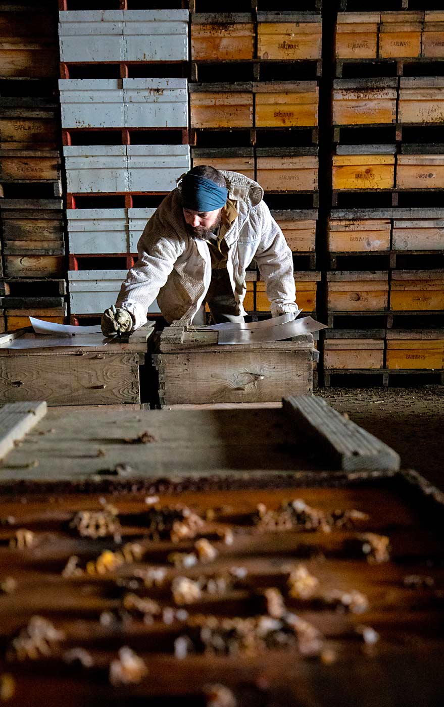 WSU entomologist Brandon Hopkins labels research beehives. (TJ Mullinax/Good Fruit Grower)