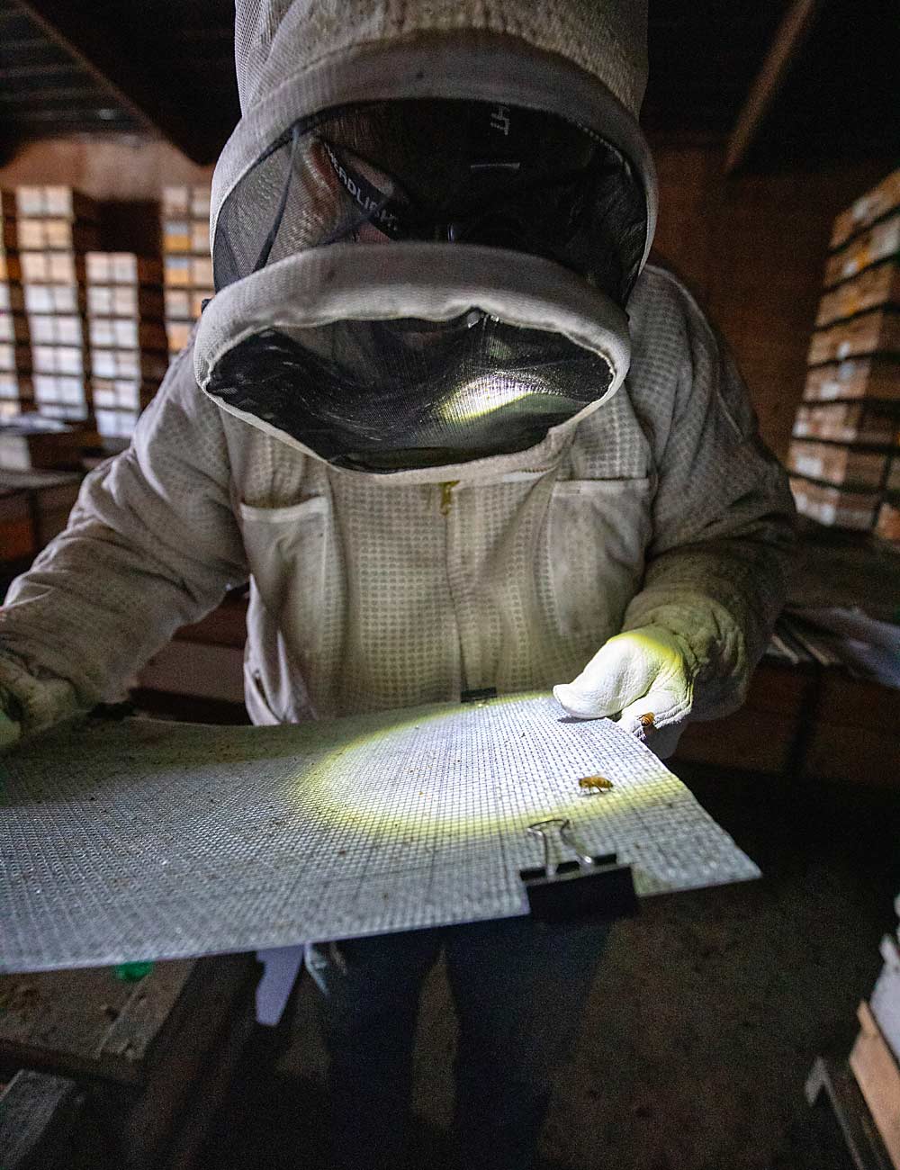 A researcher searches for mites that have fallen from bees onto a white board covered with a sticky substance, to measure how cold storage improves miticide performance.(TJ Mullinax/Good Fruit Grower)