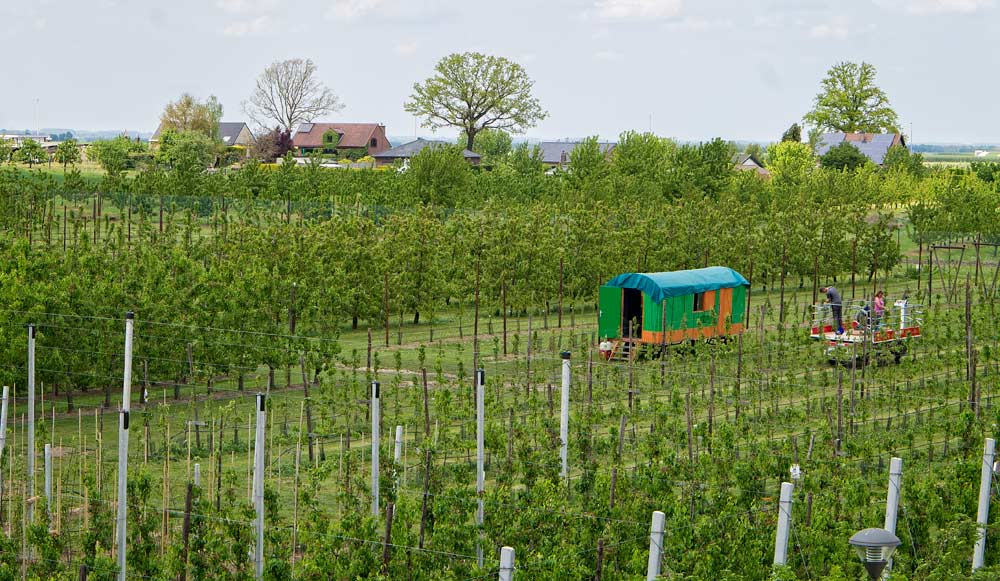 Tree fruit orchards surround the pcfruit research station in Sint-Truiden, Belgium, where researchers are cooperating on a four-year project looking into biocontrol agents for fire blight. Good Fruit Grower visited the station in May to learn more about this project and other research efforts there. (Shannon Dininny/Good Fruit Grower)