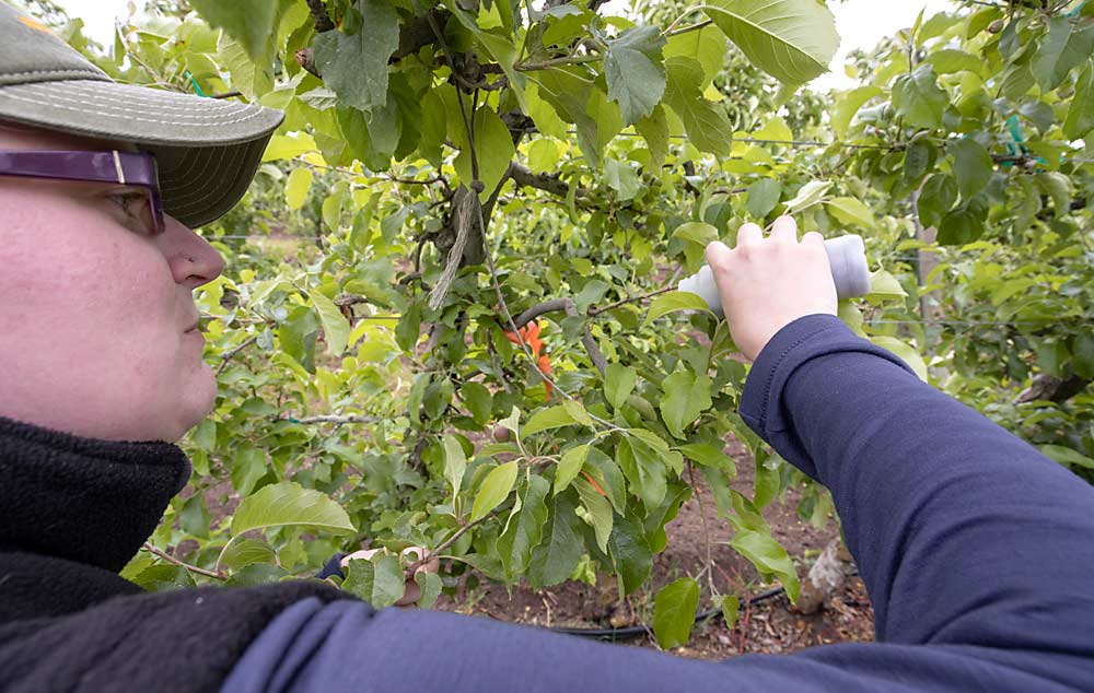 Schmidt-Jeffris, a research entomologist with the USDA Agricultural Research Service, releases mealybug destroyer nymphs in an organic apple block in May as part of a trial to understand optimum rates and timings. If these were adult predators, she’d have to release them at night to prevent them from flying away. (TJ Mullinax/Good Fruit Grower)