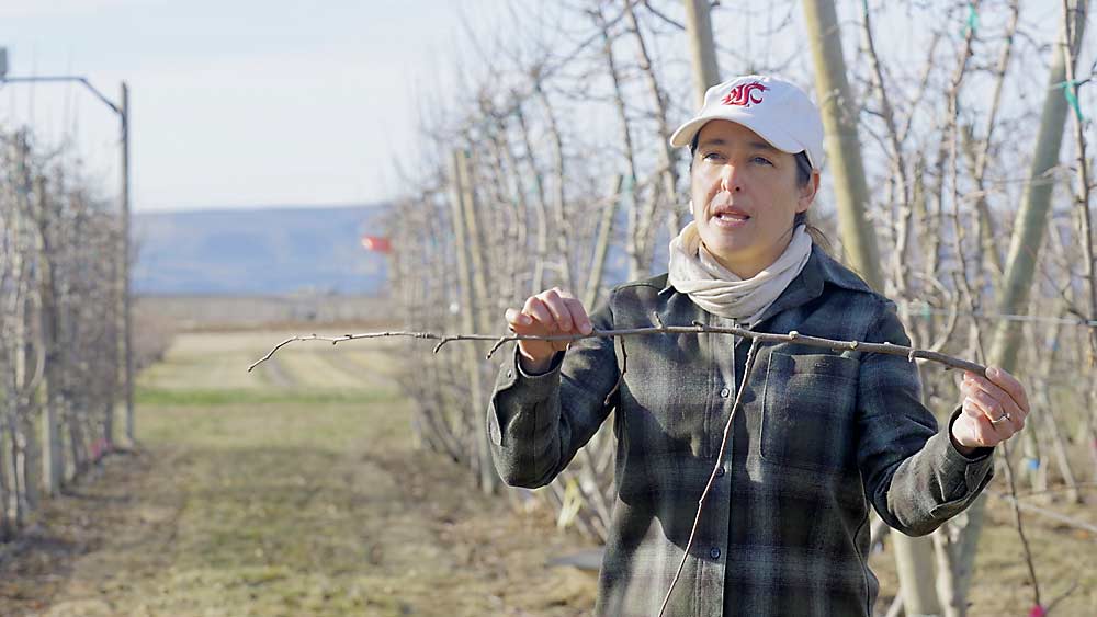 Bernardita Sallato, Washington State University Extension specialist, discusses fruiting and vegetative buds during a video on pruning strategies she produced in English and Spanish in partnership with Good Fruit Grower. (Courtesy Washington State University/Digital Vendetta)