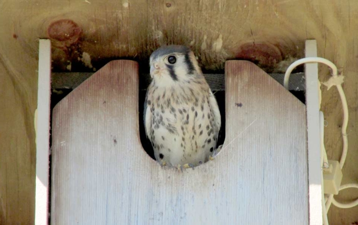 A fledgling kestrel peaks out of one of the Michigan State University nest boxes. Of the 25 kestrel nest boxes MSU researchers installed and monitored in cherry orchards over a four-year period, most boxes were occupied every year. In addition, about 90 percent of occupied nests produced young. (Courtesy Megan Shave)