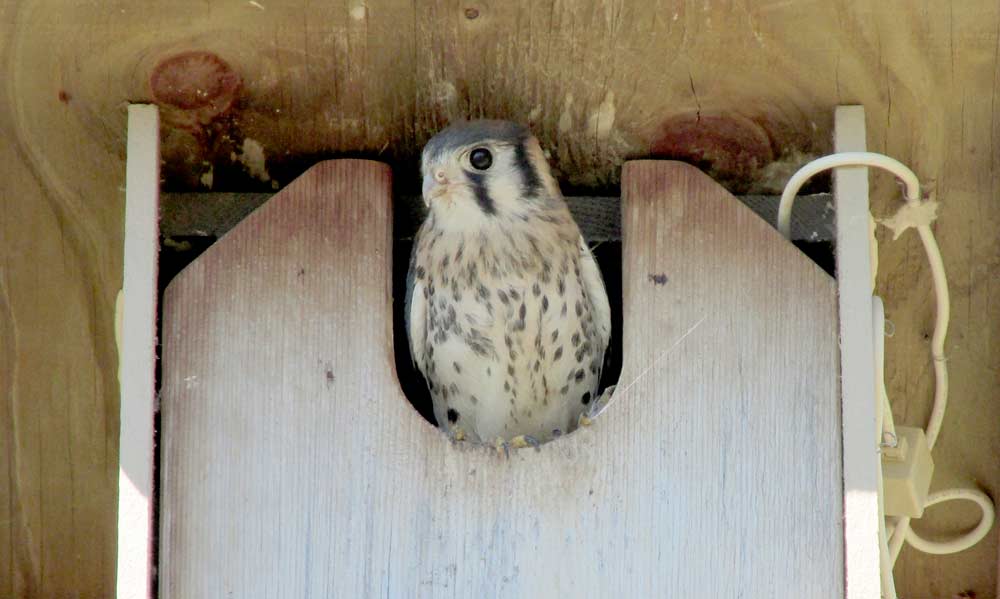 A fledgling kestrel peaks out of one of the Michigan State University nest boxes. Of the 25 kestrel nest boxes MSU researchers installed and monitored in cherry orchards over a four-year period, most boxes were occupied every year. In addition, about 90 percent of occupied nests produced young. (Courtesy Megan Shave)