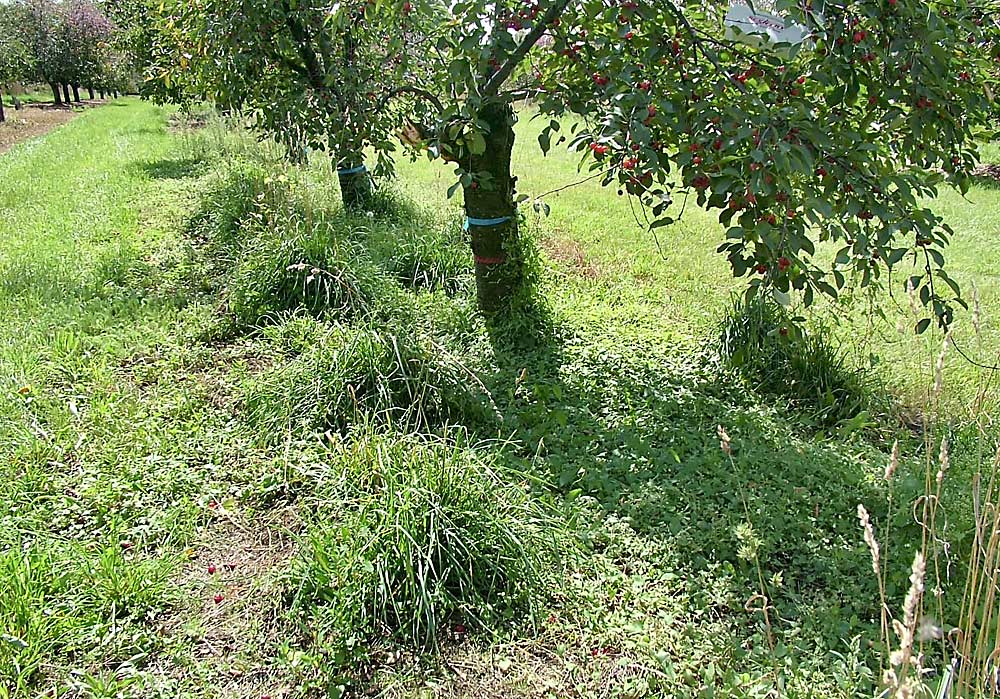 Bindweed in a Michigan tart cherry orchard. Bindweed, Canada thistle and other perennial weeds are more likely to infest orchards and vineyards, which have long-term structures such as trees and vines that aren’t rotated annually. (Courtesy Karen Powers/Michigan State University)